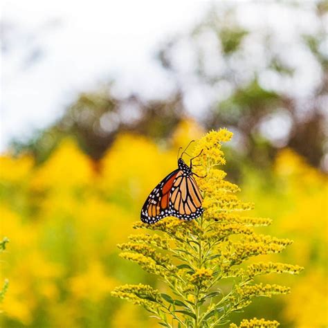 Yellow And Black Butterfly Spiritual Meaning Awakening State