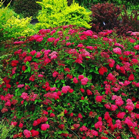 Double Play Doozie® Spirea For Sale Online The Tree Center