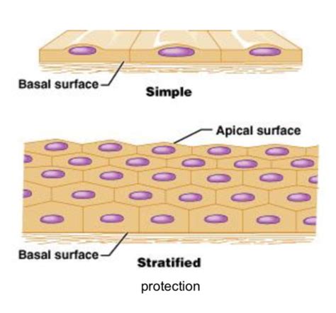 Lecture 4 Epithelium Flashcards Quizlet