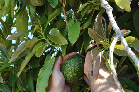 Coltivare l avocado uno tra i frutti esotici più ricercati