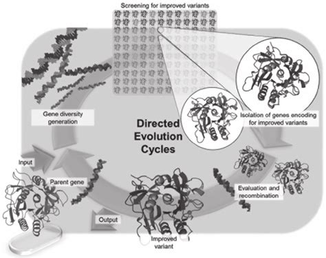 Schematic Representation Of A Directed Enzyme Evolution Campaign A