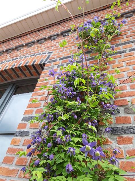 Clematis alpina - Groene Gevels
