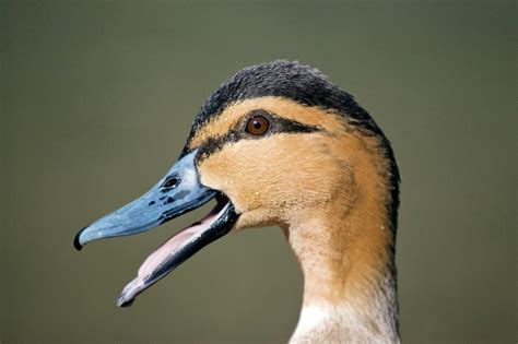 Dabbling Duck Photograph By John Devriesscience Photo Library Pixels