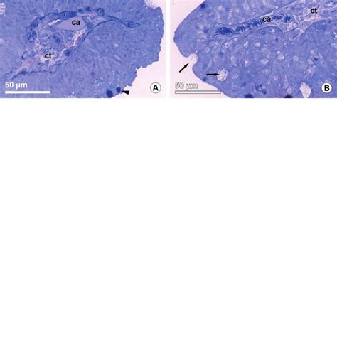 A B Semithin Sections C F Sem Micrographs A Cross Section Of A Nasal