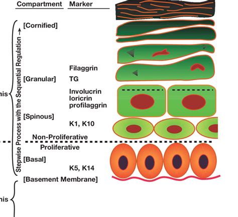 1 Mammalian Skin Structure Download Scientific Diagram