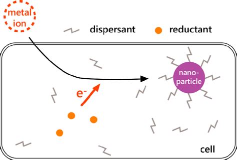 Model Of Metal Nanoparticle Synthesis Inside Cells Metal Ions Are