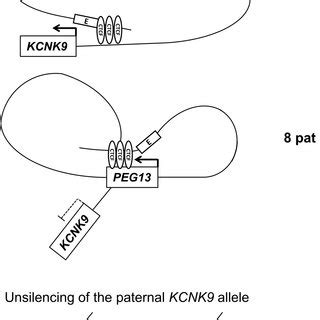 The Birkbarel Syndrome Locus On Chromosome The Kcnk And Peg