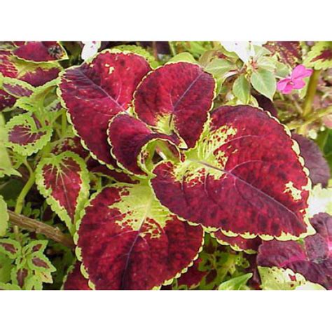 Coleus Dipt In Wine