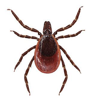 Tick Borne Diseases in Dogs: How to spot and prevent these potentially ...