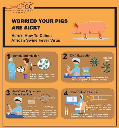 African Swine Fever Dna