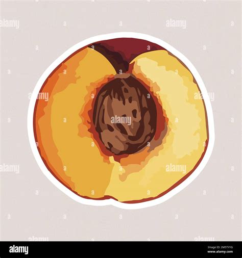 Hand Drawn Vectorized Apricot Sticker With White Border Stock Vector Image And Art Alamy