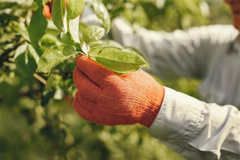 Applications Open For Victorian Junior Landcare Grants Pakenham