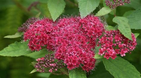 Spirea Darts Red 36 снимки описание на японската спирея Darts Red