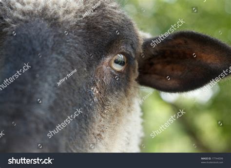 A Sheepish Look Stock Photo 17744599 : Shutterstock