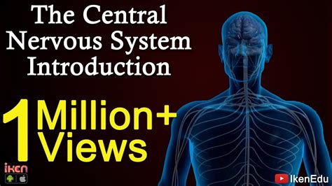 The Central Nervous System Introduction Iken Iken Edu Iken App