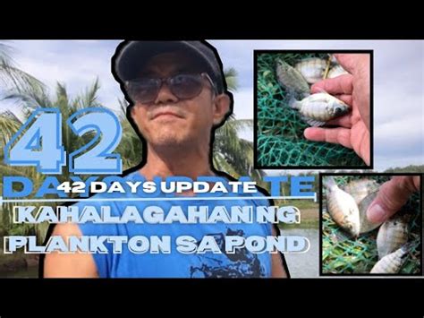 TILAPIA BASIC TIPS 32 BAKIT NGA BA PASINGHAP SINGHAP ANG TILAPIA SA