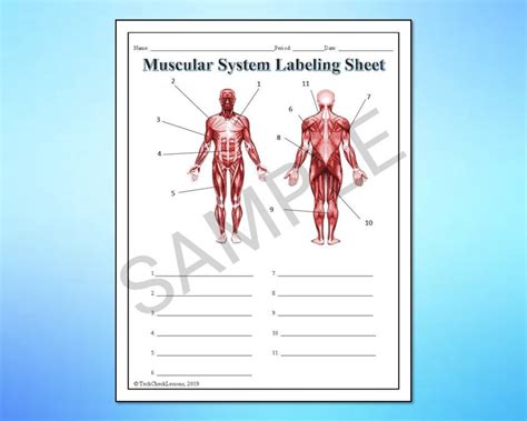 Human Body Systems Labeling Worksheets Activity Printable Bundle