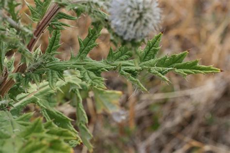 Echinops Sphaerocephalus