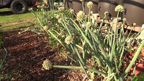 How To Harvest Onion And Garlic Seeds YouTube