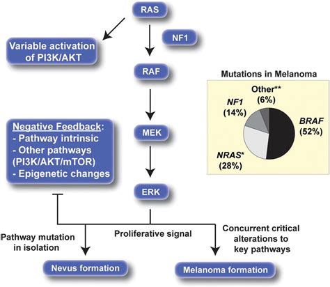 Ras Map Kinase Pathway Nf