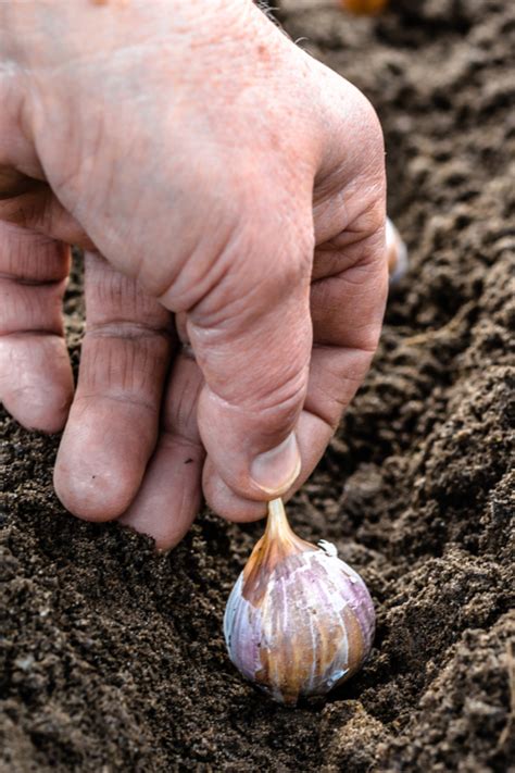 Diy Growing Garlic