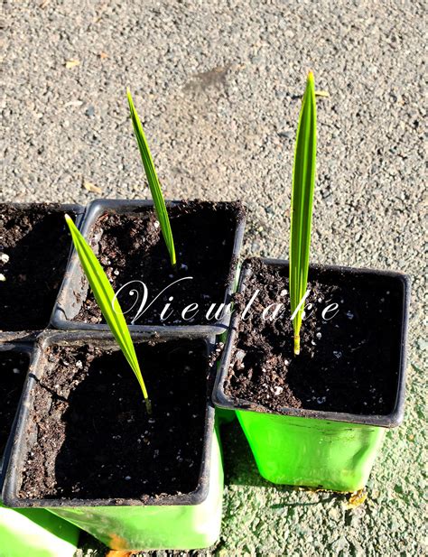 Organically Grown Date Palm Tree Halawi Seedling Etsy