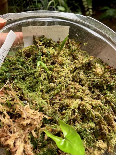 Photo of the seedling or young plant of Anchomanes difformis posted by ... 