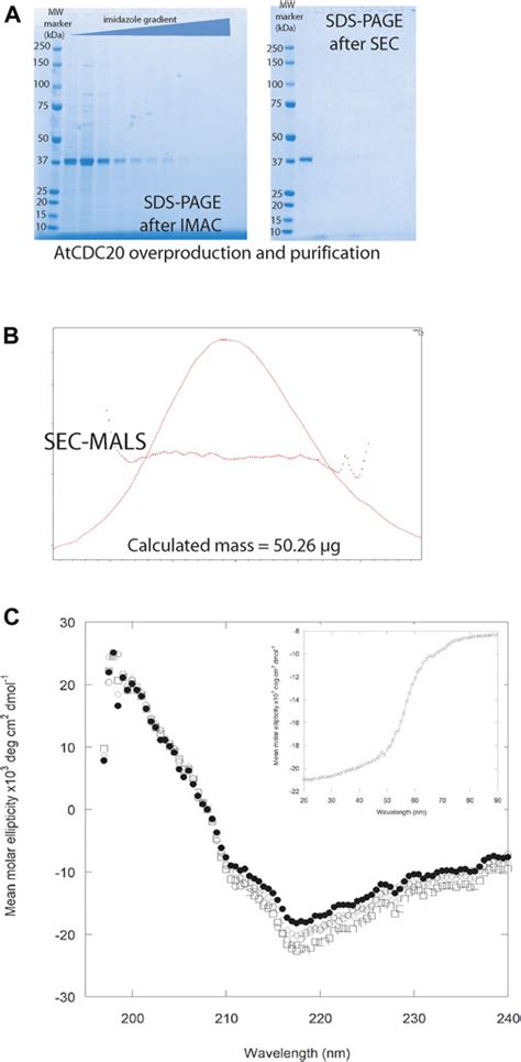 Frontiers Biochemical Biophysical And Functional Characterisation