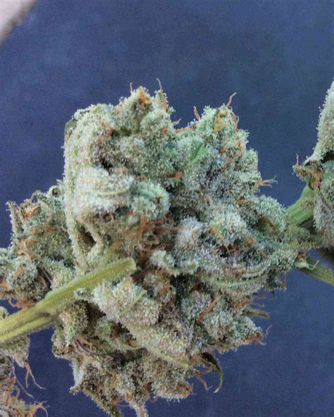 Zsweet Inzanity By Ethos Genetics Cannabis Strain Reviews Coco For