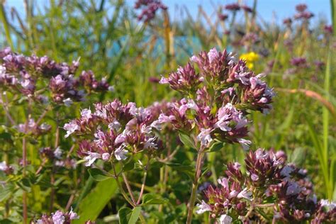 Fines Herbes Archives Ferme Terra Millefolia