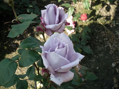 Blue Moon Hybrid Tea Parkside Nursery Rose Growers