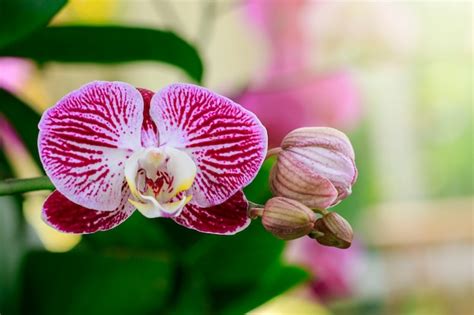 Premium Photo | Beautiful purple orchid flowers in the garden.