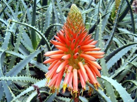 Aloe Vera Healing Plant Way Of The Wild Heart