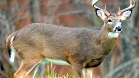 Pennsylvania Deer Season Runs Through December 14th Excluding Sunday December 8th