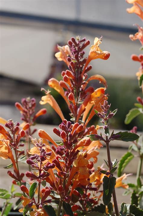 Agastache Arizona Sandstone