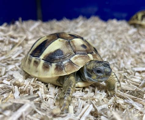 2024 Captive Bred Eastern Hermann Tortoise - Tortoise Centre