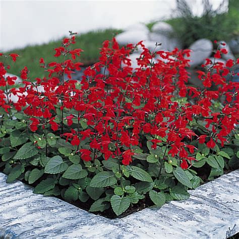 Salvia Seeds | 7 Salvias | Annual Flower Seeds