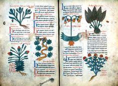 34 Medieval Herbs ideas | medieval, herbs, herbalism