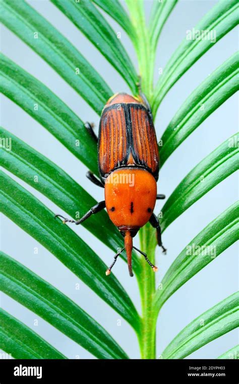 The Palm Weevil Red Palm Weevil Asian Palm Weevil Or Sago Palm