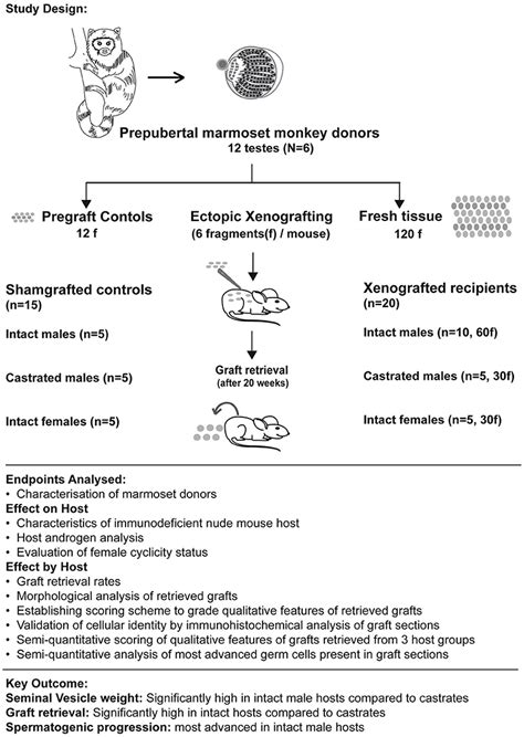 Frontiers Differentiation Of Testis Xenografts In The Prepubertal