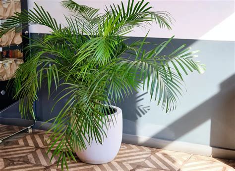 How To Grow Howea Forsteriana The Beautiful Kentia Palm