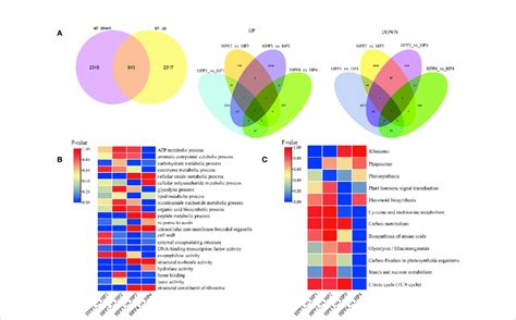 Analysis Of Functionally Enriched Differentially Expressed Genes Degs