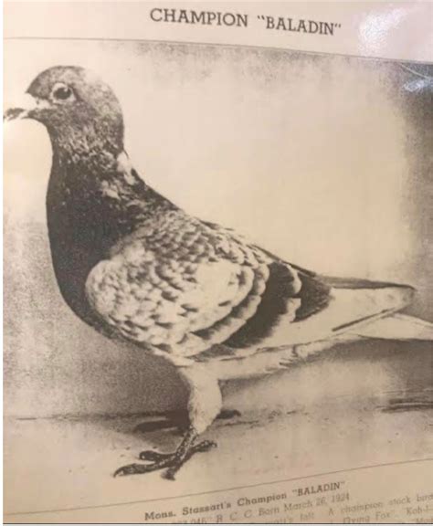 The Stassart Pigeons Racing Pigeon World The Champions