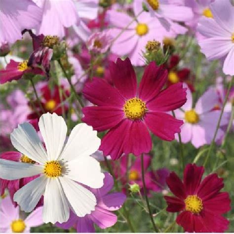 Cosmos Bipinnatus Sensation Mix