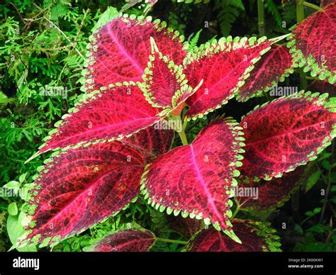 Una foto de cerca de Coleus scutellarioides comúnmente conocida como