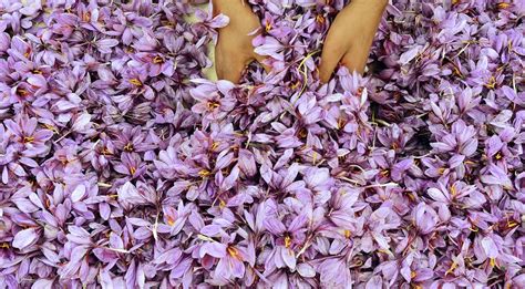 Farmers Smell Scent Of A Bumper Saffron Harvest Rising Kashmir