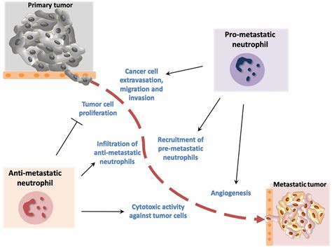 Frontiers Neutrophils As Orchestrators In Tumor Development And Metastasis Formation