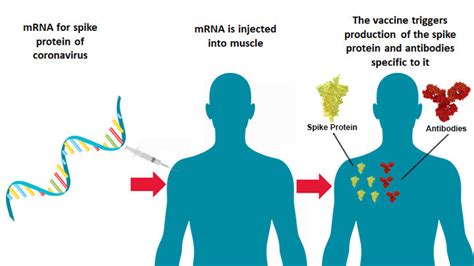 Mrna Vaccines Heres Everything You Need To Know World Economic Forum