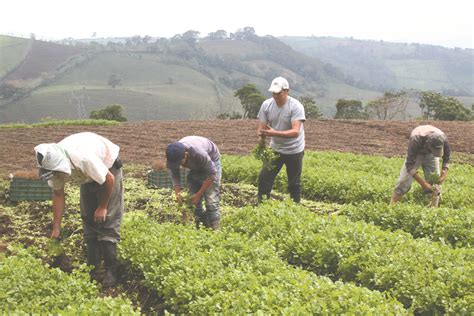 Innovar La Clave Para Que El Agro Resurja