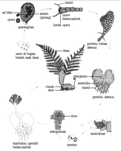 Metagenesis Tumbuhan Paku Dan Lumut Materi Dan Soal Biologi